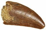 Raptor Tooth - Real Dinosaur Tooth #371463-1